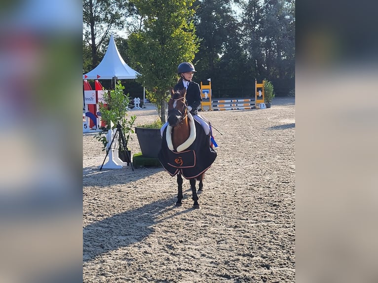 Kuc walijski sekcji B Klacz 15 lat 119 cm Gniada in Gieten