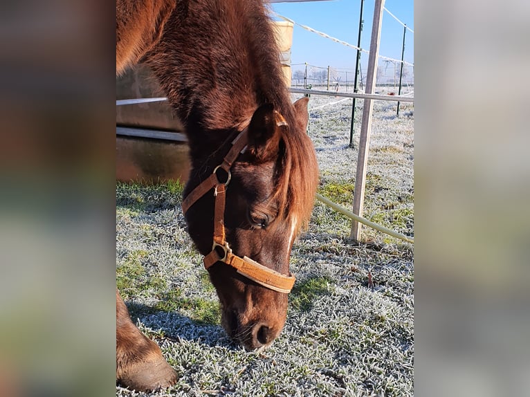 Kuc walijski sekcji B Klacz 15 lat 129 cm Kasztanowata in Varrel
