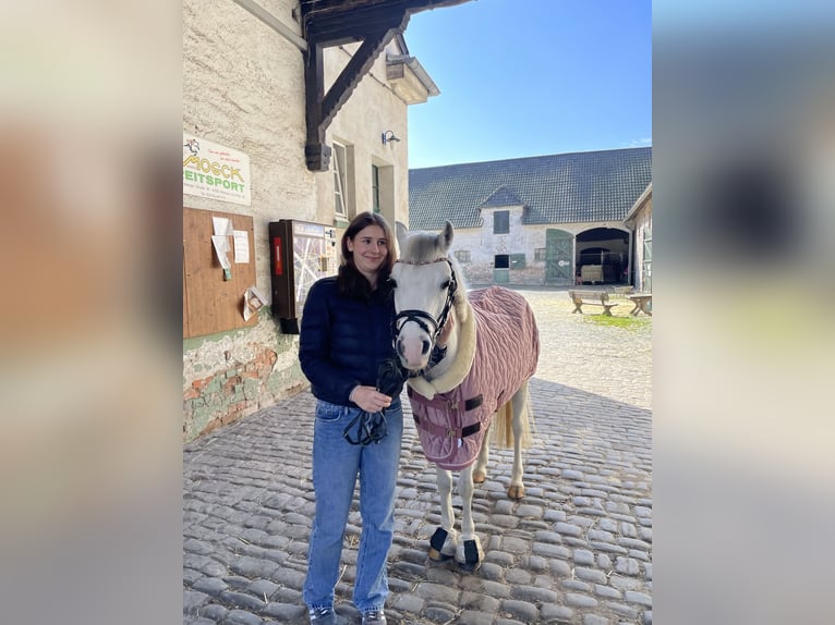 Kuc walijski sekcji B Klacz 15 lat 130 cm Siwa in Landau