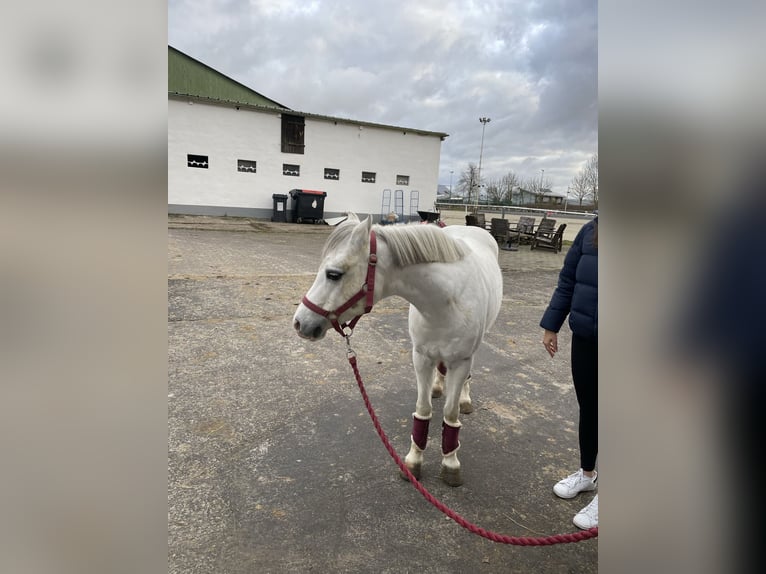 Kuc walijski sekcji B Klacz 15 lat 130 cm Siwa in Landau