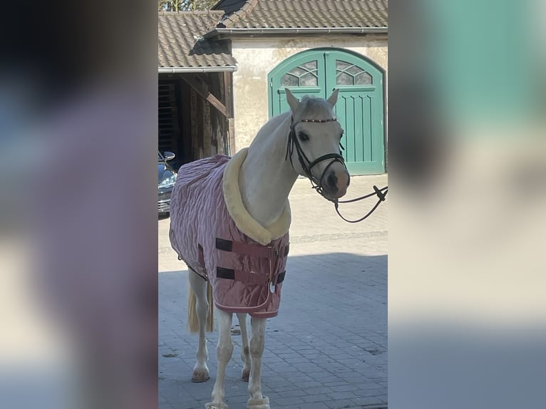 Kuc walijski sekcji B Klacz 15 lat 130 cm Siwa in RanschbachLandau