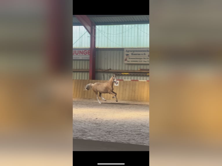 Kuc walijski sekcji B Klacz 15 lat 134 cm Izabelowata in Haldensleben