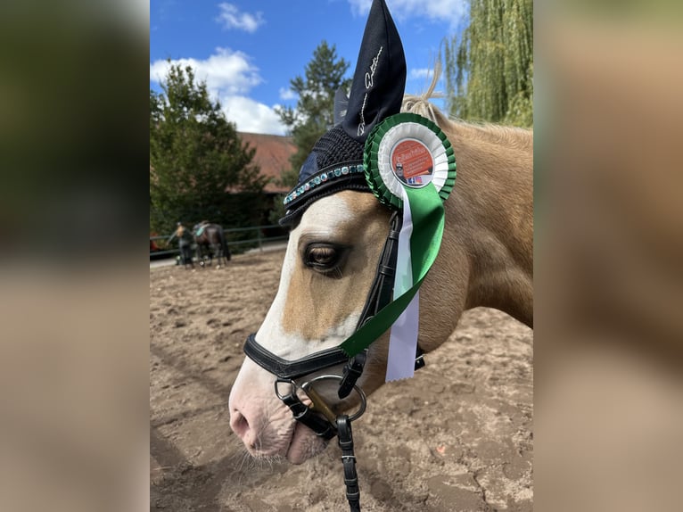 Kuc walijski sekcji B Klacz 15 lat 134 cm Izabelowata in Haldensleben
