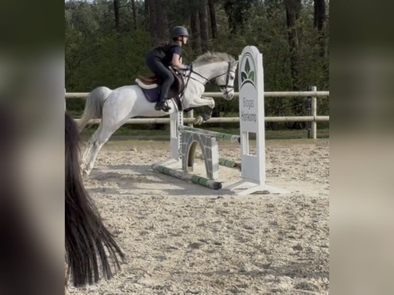Kuc walijski sekcji B Klacz 15 lat 135 cm Siwa in HoldorfHoldorf