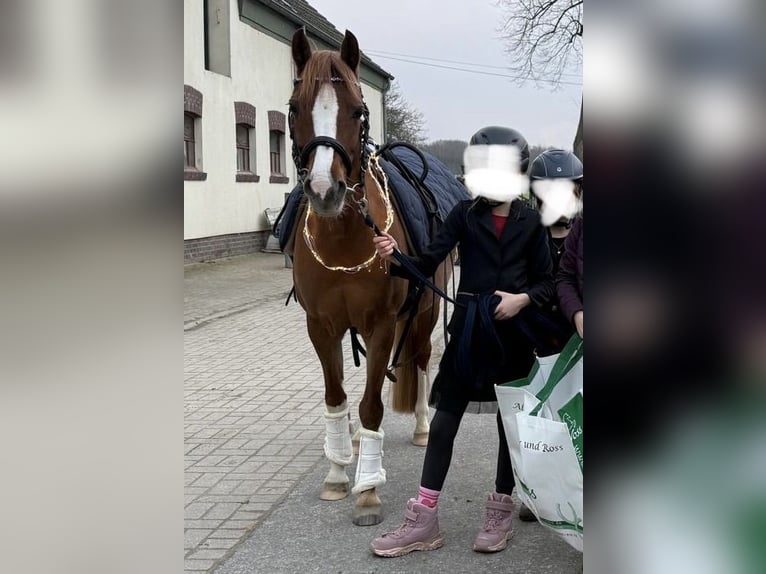 Kuc walijski sekcji B Klacz 15 lat 136 cm Kasztanowata in Moers