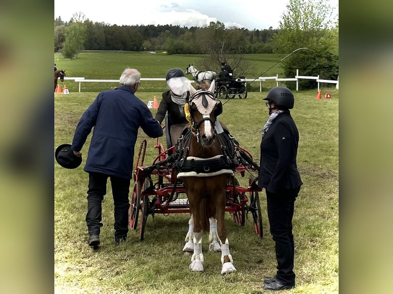 Kuc walijski sekcji B Klacz 15 lat 136 cm Kasztanowata in Moers