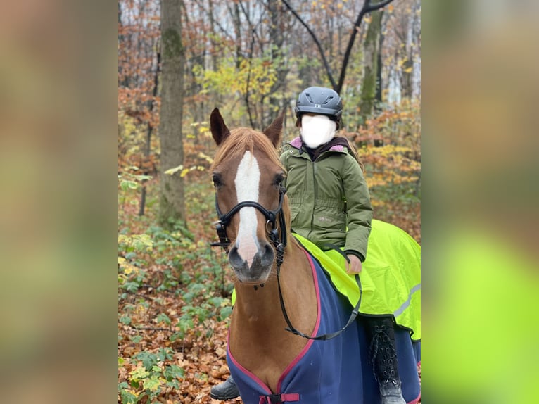 Kuc walijski sekcji B Klacz 15 lat 136 cm Kasztanowata in Moers