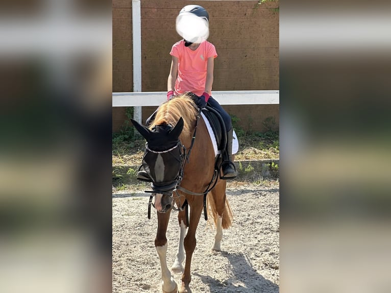 Kuc walijski sekcji B Klacz 15 lat 136 cm Kasztanowata in Moers