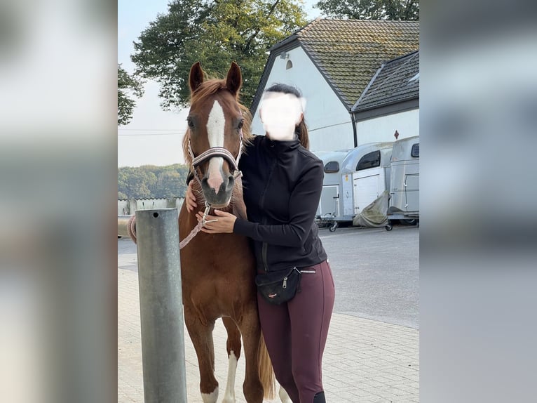 Kuc walijski sekcji B Klacz 15 lat 136 cm Kasztanowata in Moers