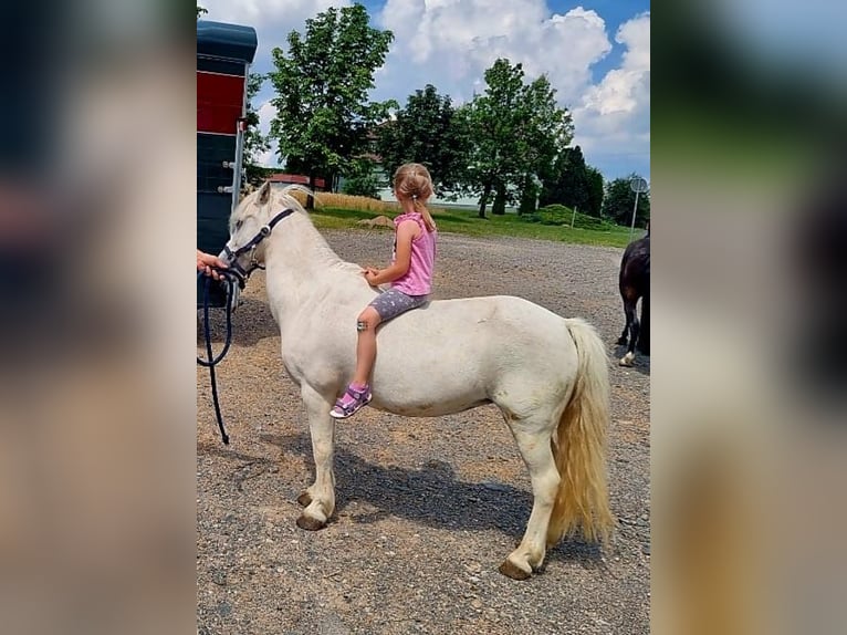 Kuc walijski sekcji B Mix Klacz 16 lat 118 cm Bułana in Klipphausen