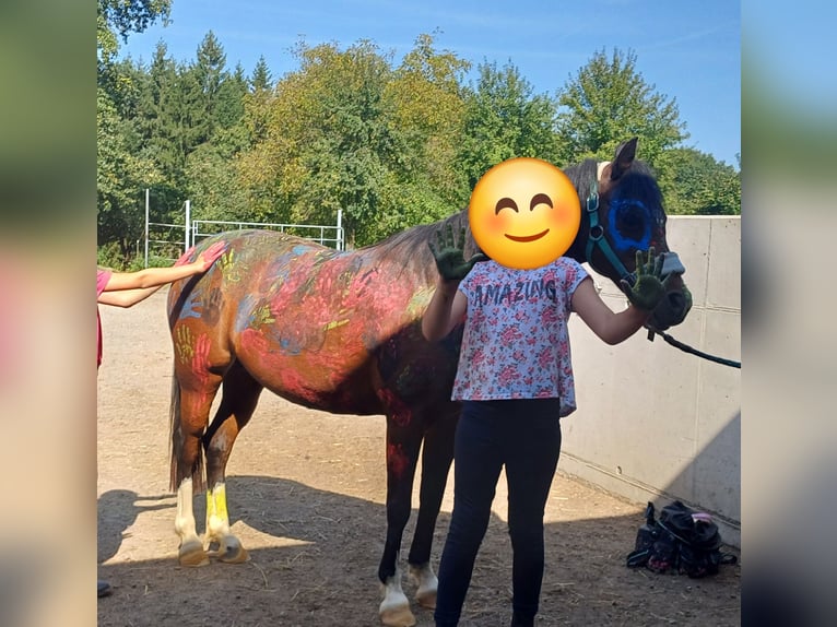 Kuc walijski sekcji B Klacz 16 lat 125 cm Gniada in St. Martin- Karlsbach