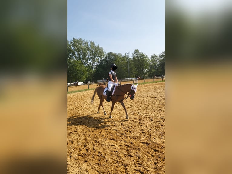 Kuc walijski sekcji B Klacz 16 lat 125 cm Kasztanowata in Neschwitz