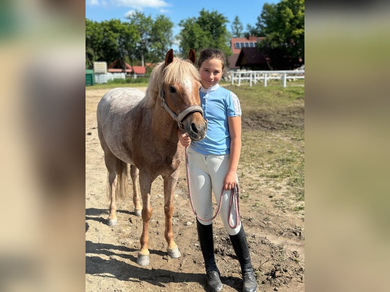 Kuc walijski sekcji B Klacz 16 lat 127 cm Kasztanowatodereszowata in Racot