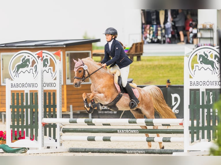 Kuc walijski sekcji B Klacz 16 lat 127 cm Kasztanowatodereszowata in Racot