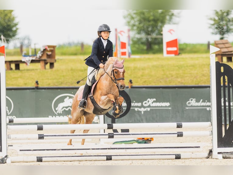 Kuc walijski sekcji B Klacz 16 lat 127 cm Kasztanowatodereszowata in Racot