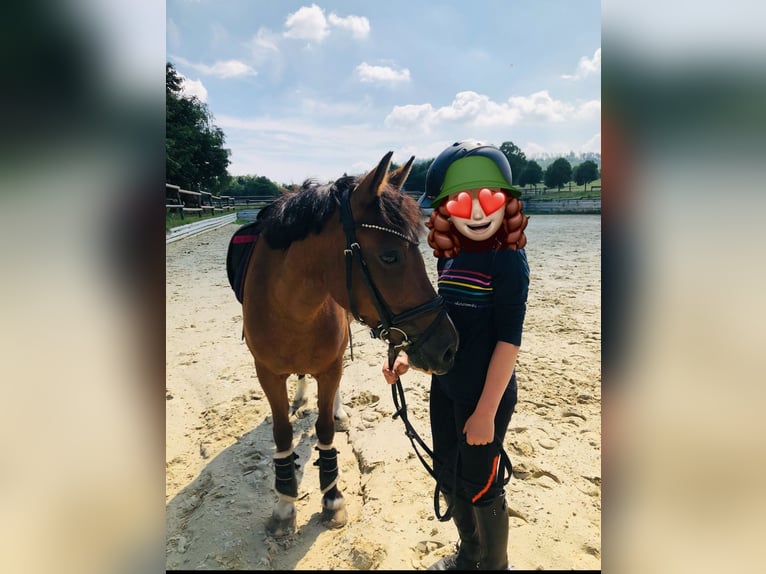 Kuc walijski sekcji B Klacz 16 lat 136 cm Ciemnogniada in Sundern