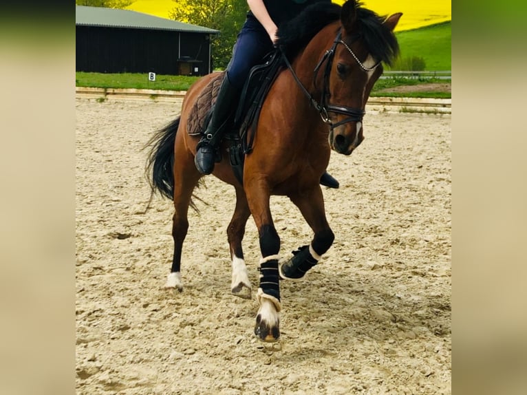 Kuc walijski sekcji B Klacz 16 lat 136 cm Ciemnogniada in Sundern