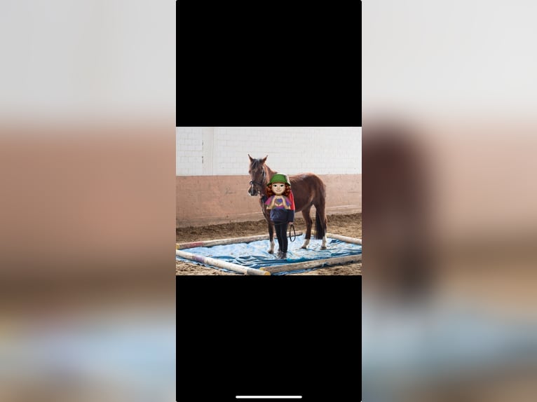 Kuc walijski sekcji B Klacz 16 lat 136 cm Ciemnogniada in Sundern