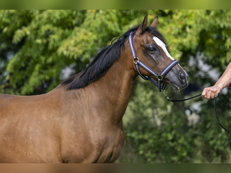 Kuc walijski sekcji B Klacz 16 lat 136 cm in GROTE-BROGEL