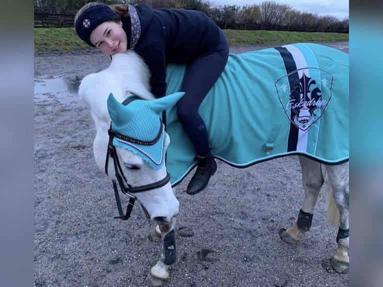 Kuc walijski sekcji B Klacz 16 lat 145 cm Siwa in Aachen