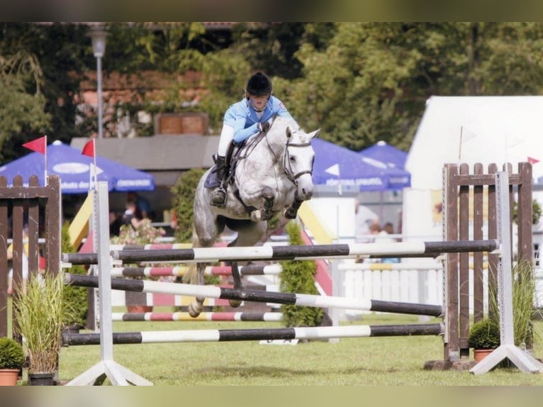 Kuc walijski sekcji B Klacz 16 lat 145 cm Siwa in Aachen