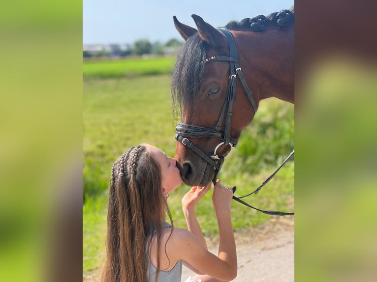 Kuc walijski sekcji B Klacz 16 lat Gniada in Leiderdorp