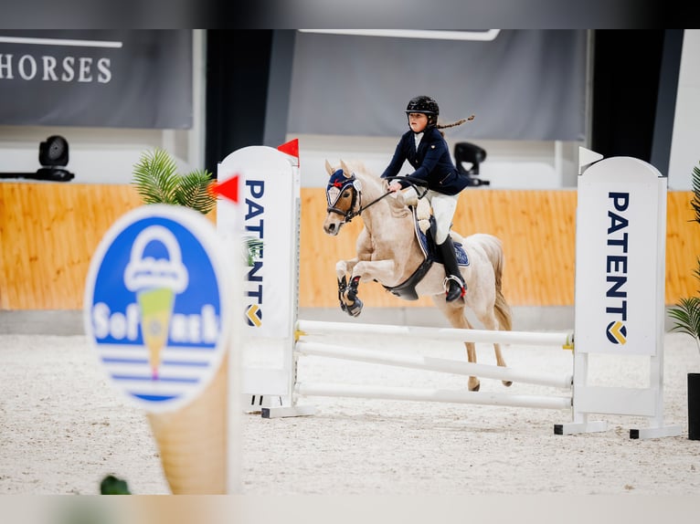 Kuc walijski sekcji B Klacz 17 lat 127 cm Kasztanowatodereszowata in Racot