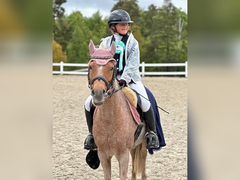 Kuc walijski sekcji B Klacz 17 lat 127 cm Kasztanowatodereszowata in Racot