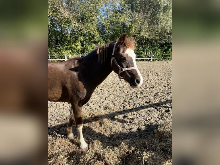 Kuc walijski sekcji B Klacz 17 lat 130 cm Ciemnogniada in Harfsen