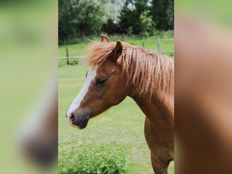 Kuc walijski sekcji B Klacz 17 lat 130 cm Ciemnogniada in Harfsen