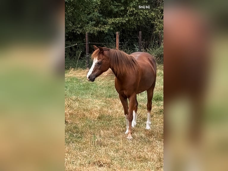 Kuc walijski sekcji B Klacz 17 lat 130 cm Ciemnogniada in Harfsen
