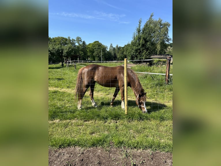 Kuc walijski sekcji B Klacz 17 lat 130 cm Ciemnogniada in Harfsen
