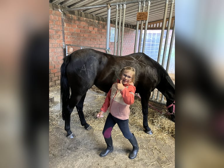 Kuc walijski sekcji B Klacz 17 lat 137 cm Gniada in Geilenkirchen