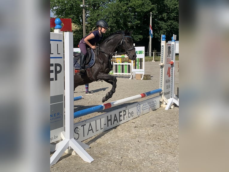 Kuc walijski sekcji B Klacz 17 lat 137 cm Gniada in Geilenkirchen