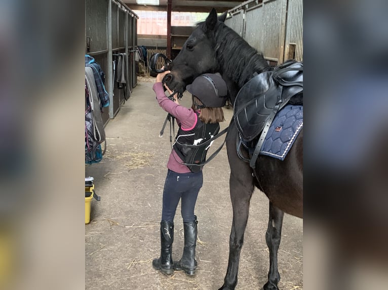 Kuc walijski sekcji B Klacz 17 lat 137 cm Gniada in Geilenkirchen