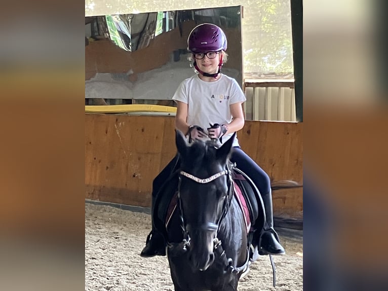 Kuc walijski sekcji B Klacz 17 lat 137 cm Gniada in Geilenkirchen