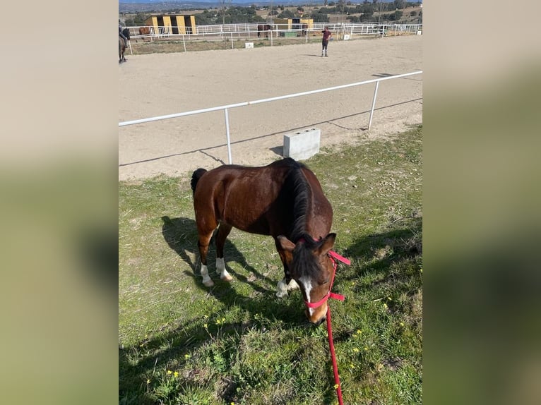 Kuc walijski sekcji B Klacz 18 lat 124 cm Jasnogniada in Villanueva De PeralesBrunete