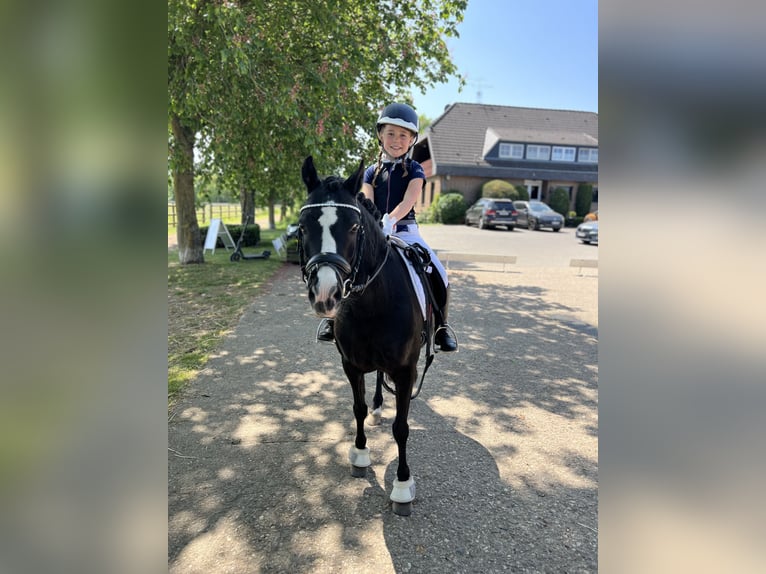 Kuc walijski sekcji B Klacz 18 lat 125 cm  in Hürth