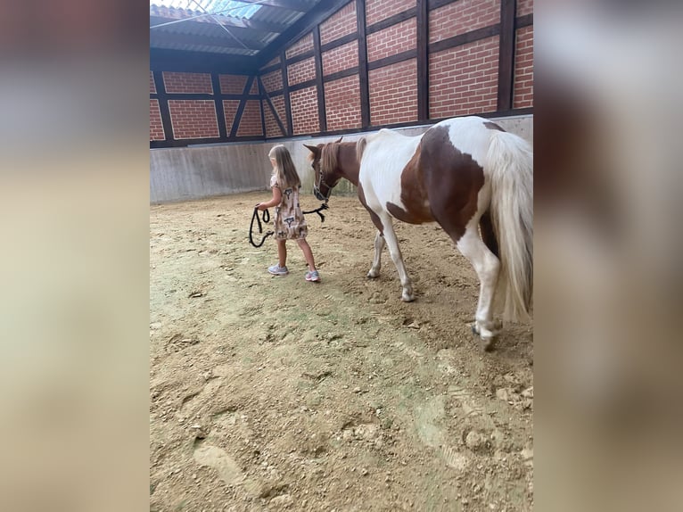 Kuc walijski sekcji B Klacz 19 lat 120 cm Srokata in Vienenburg