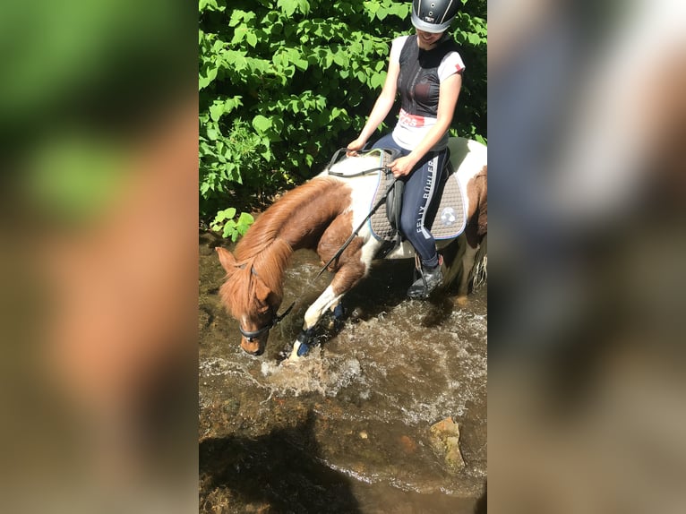 Kuc walijski sekcji B Klacz 19 lat 120 cm Srokata in Vienenburg