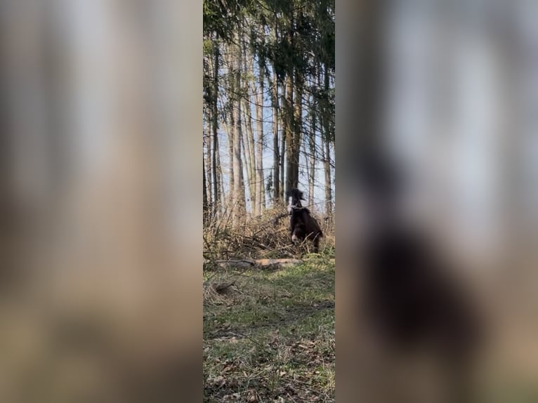 Kuc walijski sekcji B Mix Klacz 1 Rok 110 cm Jelenia in Bad Wurzach