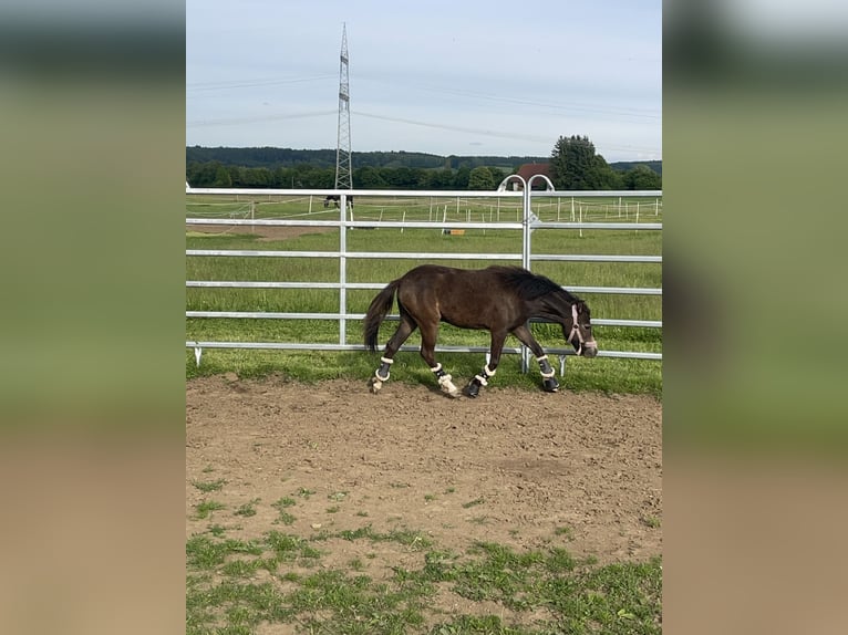 Kuc walijski sekcji B Mix Klacz 1 Rok 110 cm Jelenia in Bad Wurzach