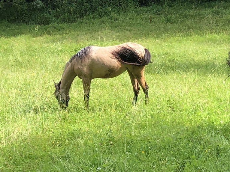 Kuc walijski sekcji B Klacz 1 Rok 120 cm Jelenia in Alfdorf