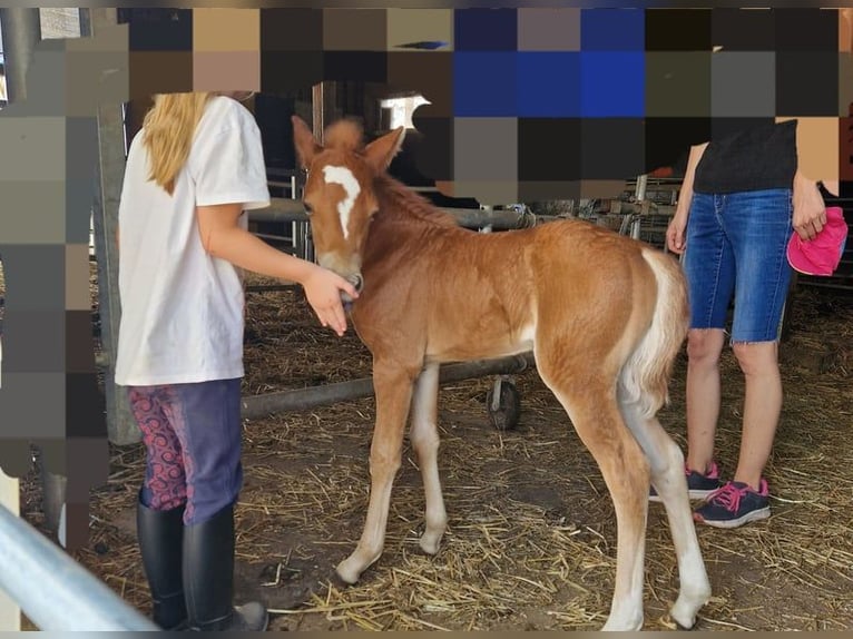 Kuc walijski sekcji B Klacz 1 Rok 134 cm Kasztanowata in Filderstadt