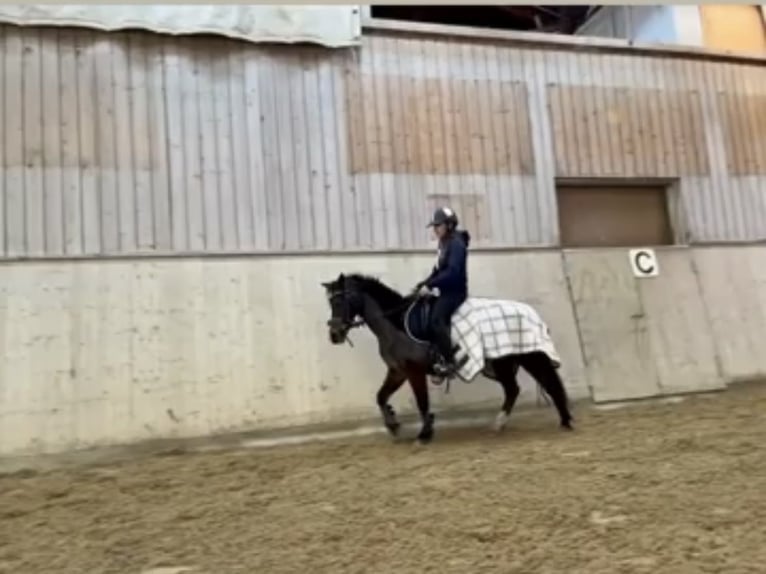 Kuc walijski sekcji B Klacz 20 lat 123 cm Gniada in Thundorf