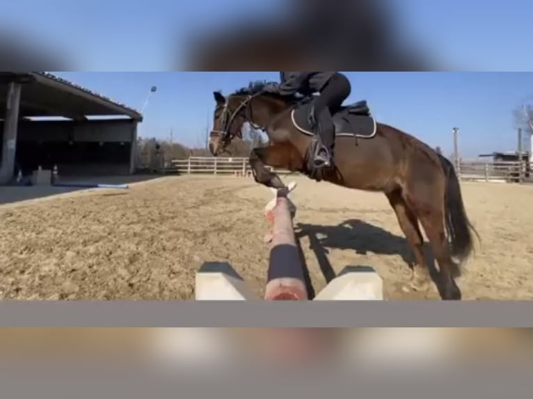 Kuc walijski sekcji B Klacz 20 lat 123 cm Gniada in Thundorf