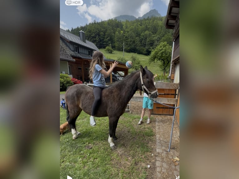 Kuc walijski sekcji B Klacz 20 lat 130 cm Ciemnogniada in TambergauHinterstoder