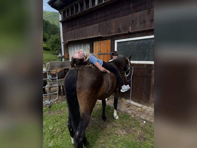 Kuc walijski sekcji B Klacz 21 lat 130 cm Ciemnogniada in TambergauHinterstoder