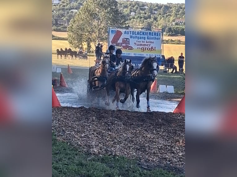 Kuc walijski sekcji B Klacz 21 lat 134 cm Izabelowata in Bad Sulza