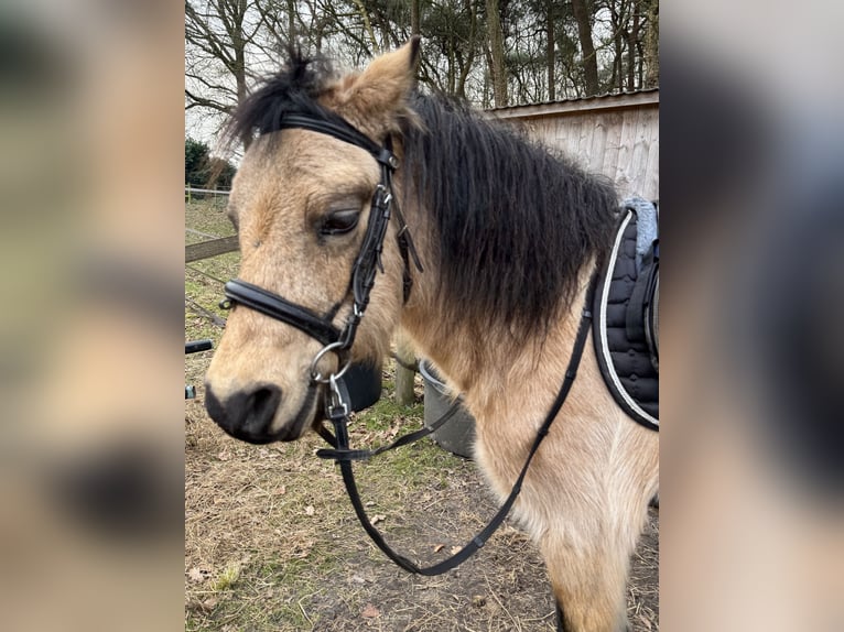 Kuc walijski sekcji B Klacz 21 lat Szampańska in Loon op Zand